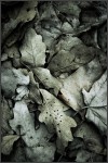 old leaves swamp