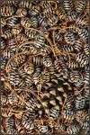 dawn redwood cones