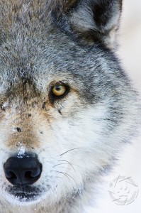 WV8980 Gray Wolf, Nikon D700, 200-400 f4 ISO3200 ISO 3200 D700 photograph