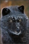 black wolf portrait face frost