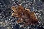LE9212 Oak Leaf in ice