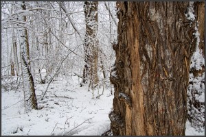 WI9199 Trunk and snow forest, Clinton River woods, Michigan snow forest