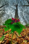 FL9233| Purple Trillium and Towering Trees Purple Trillium (trillium erectus)