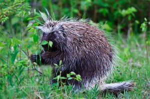 MA9263 Porcupine Munchin' | Nikon D700, 200-400 f4, 1.4X, ISO6400 Porcupine pictures